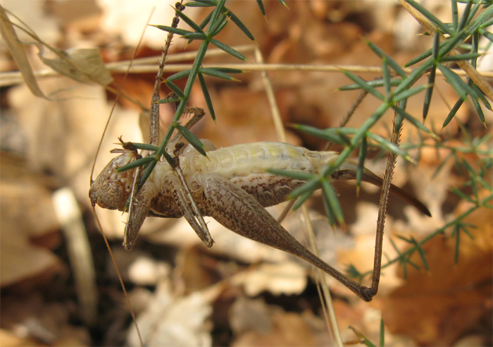 Eupholidoptera sp. e Rhacocleis germanica